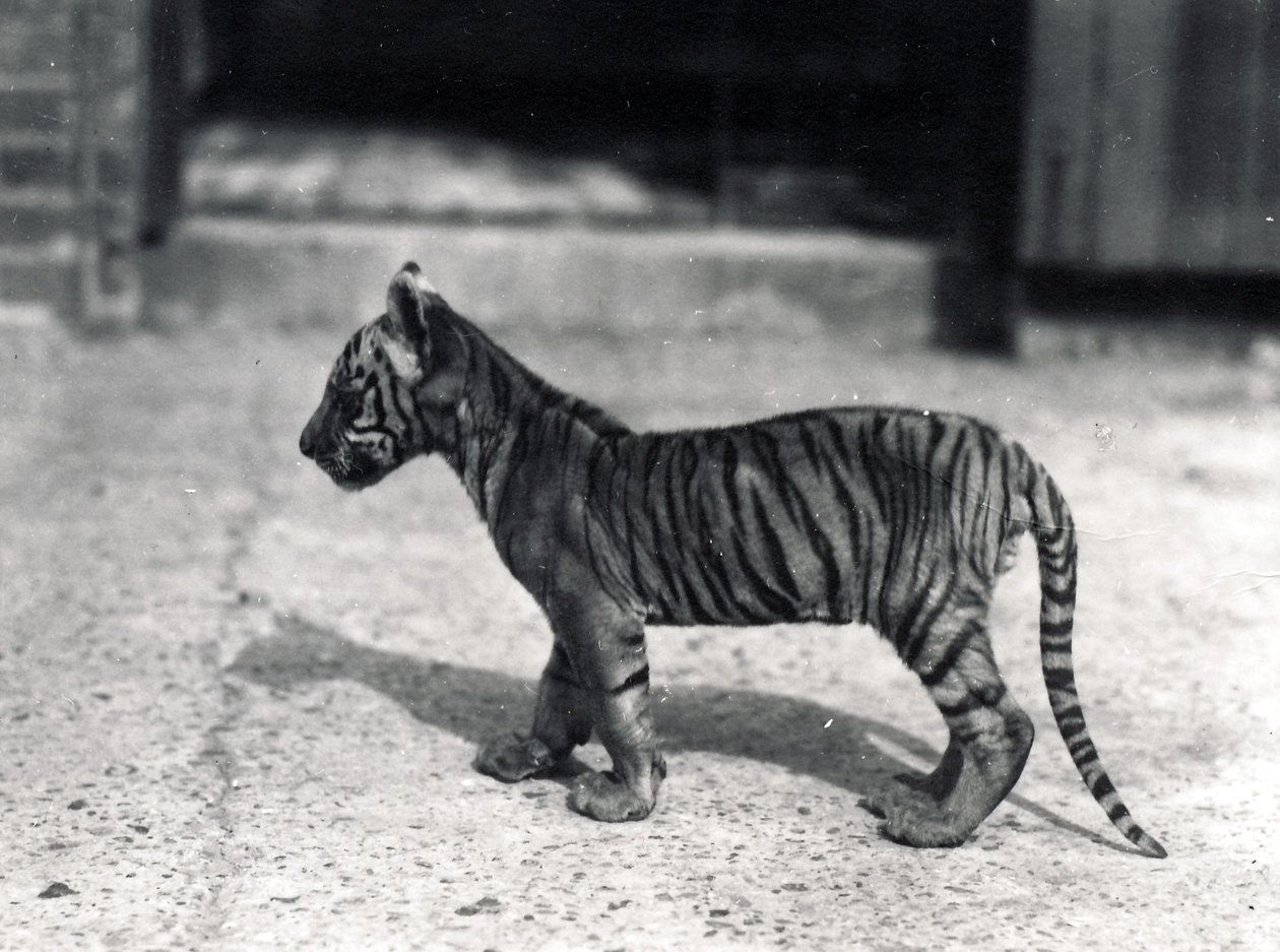 Tigerunge stående, 1914 af Frederick William Bond