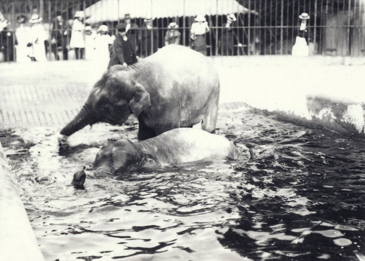 To asiatiske elefanter bader i pool i London Zoo, overvåget af målmand og besøgende, juni 1914 af Frederick William Bond