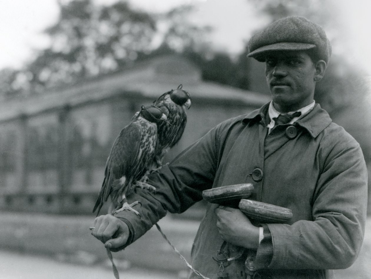 To hættefalke sætter sig på armen af deres falkoner i London Zoo, juni 1923 (bw foto) af Frederick William Bond