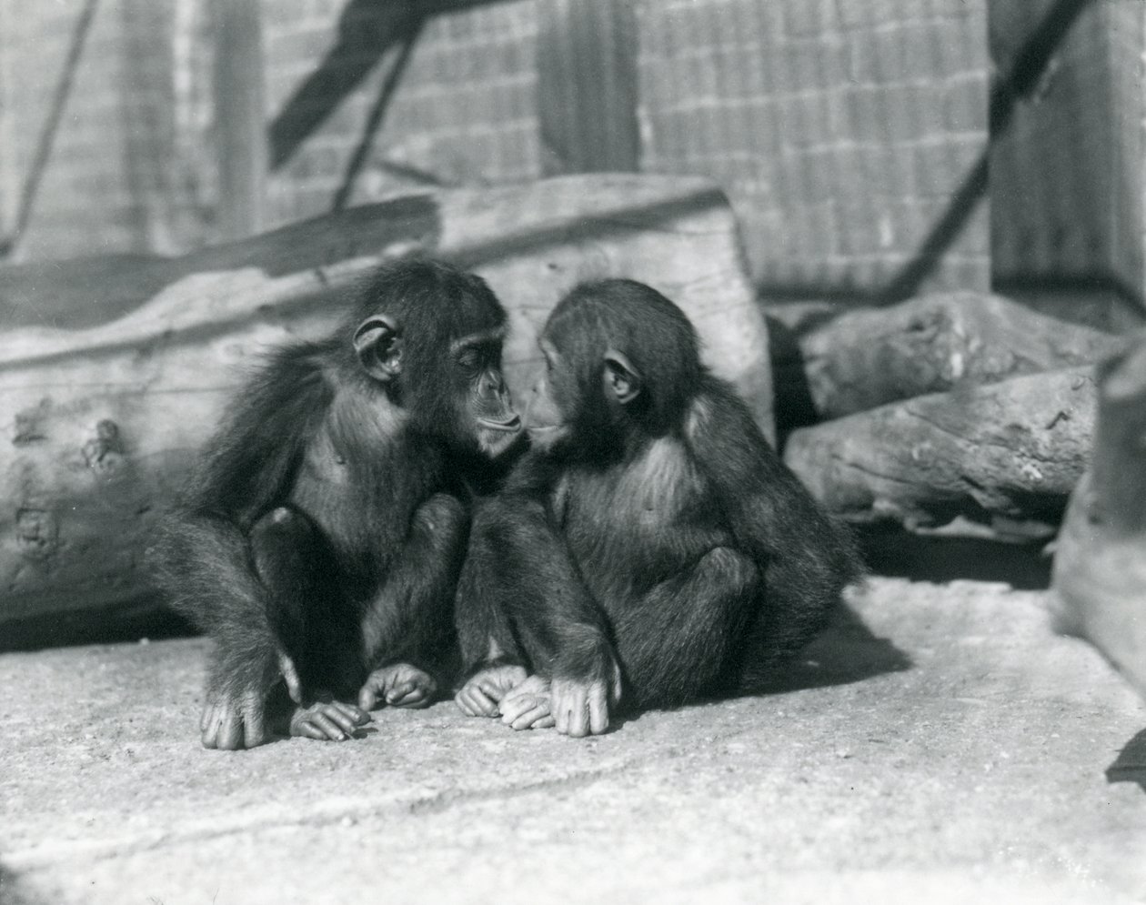 To unge chimpanser, Boo boo og Bibi, Kiss. London Zoo, september 1927 af Frederick William Bond