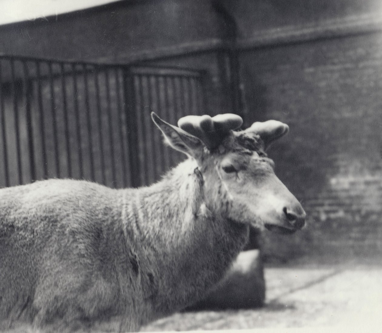 Wallichs hjorte viser tidligt stadie af gevirets vækst, i fløjl, London Zoo, maj 1920 af Frederick William Bond