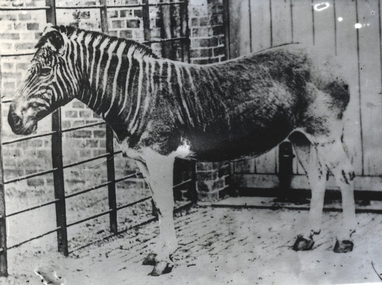 Quagga i ZSL London Zoo, sandsynligvis sommeren 1870 (bw foto) af Frederick York