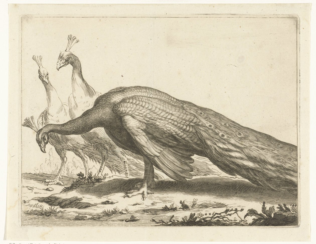 påfugle Abraham Bloemaerts tegnebog (serietitel) af Frederick Bloemaert