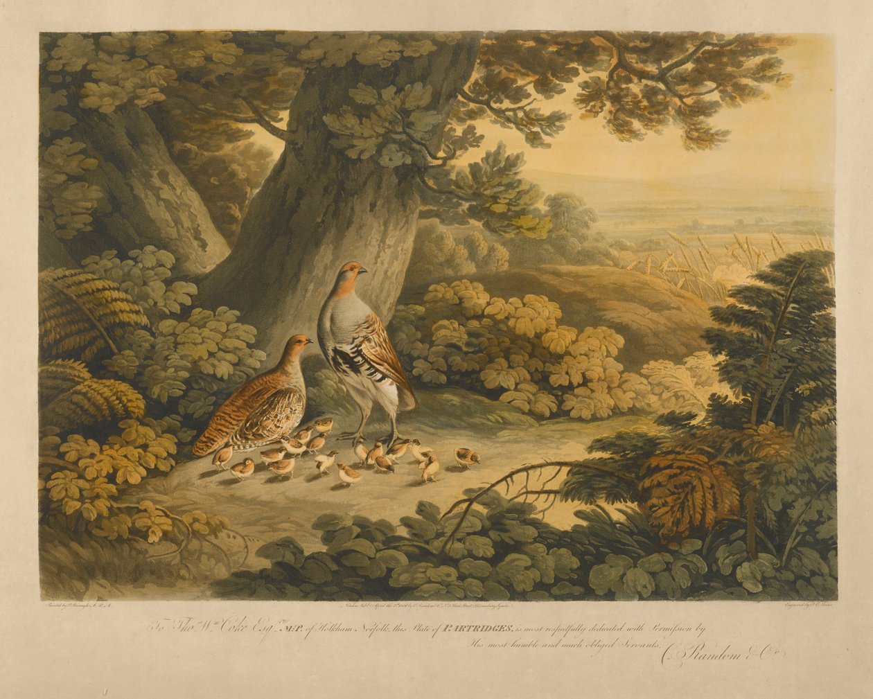 Agerhøns (farvegravering) af Frederick Christian Lewis