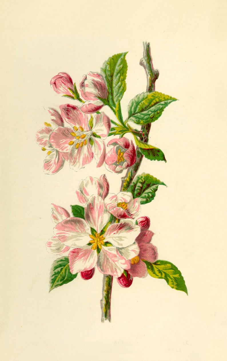 Apple, 1877. af Frederick Edward Hulme