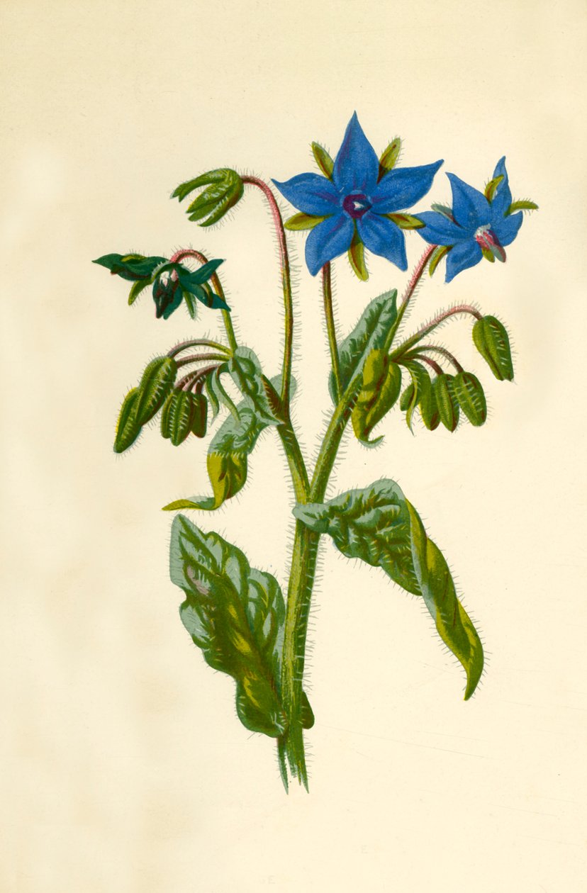 Borage, 1877. af Frederick Edward Hulme