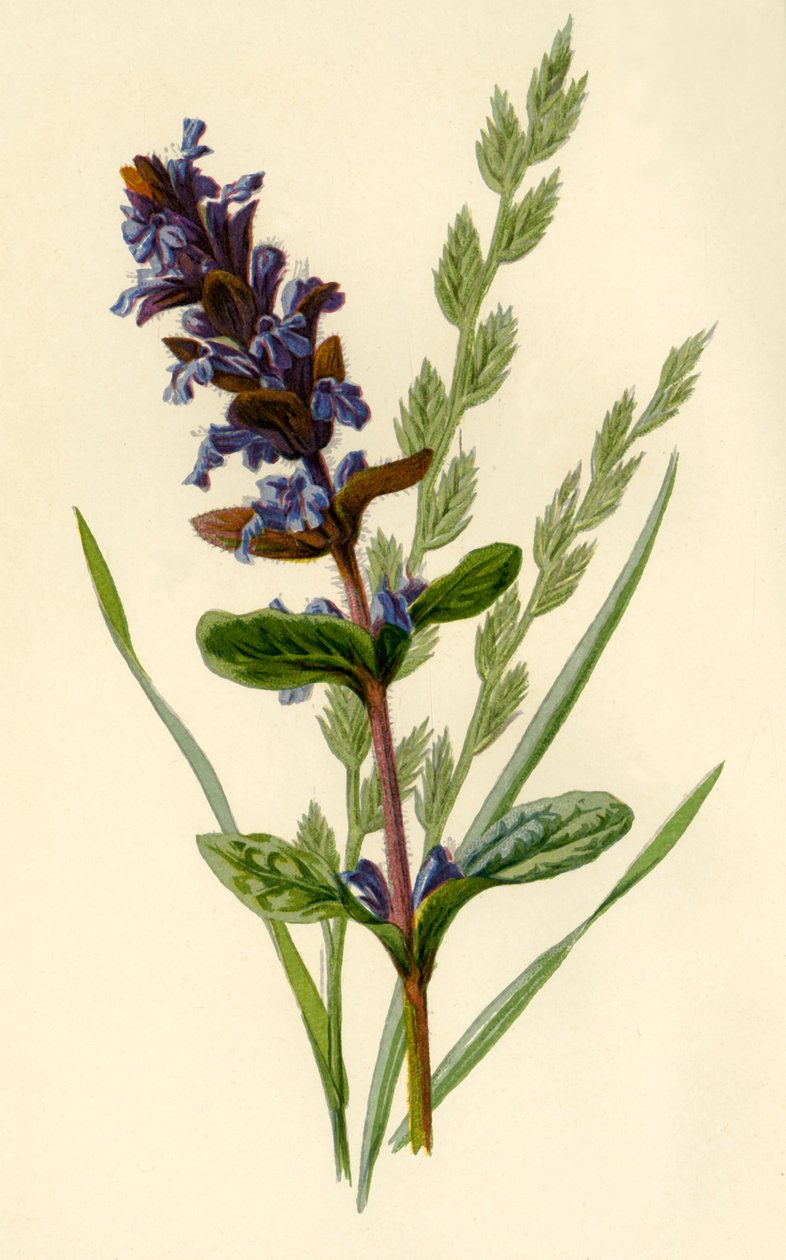 Bugle & Tall Fescue Grass, 1877. af Frederick Edward Hulme