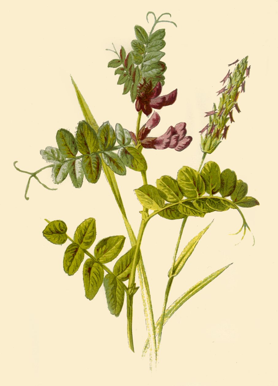 Bush-Vetch & Sweet-Scented Vernal Grass, 1877. af Frederick Edward Hulme