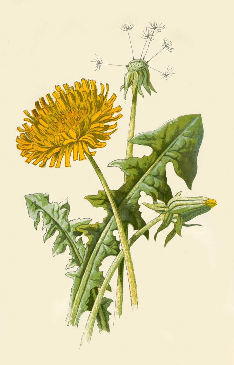Mælkebøtte, 1877. af Frederick Edward Hulme