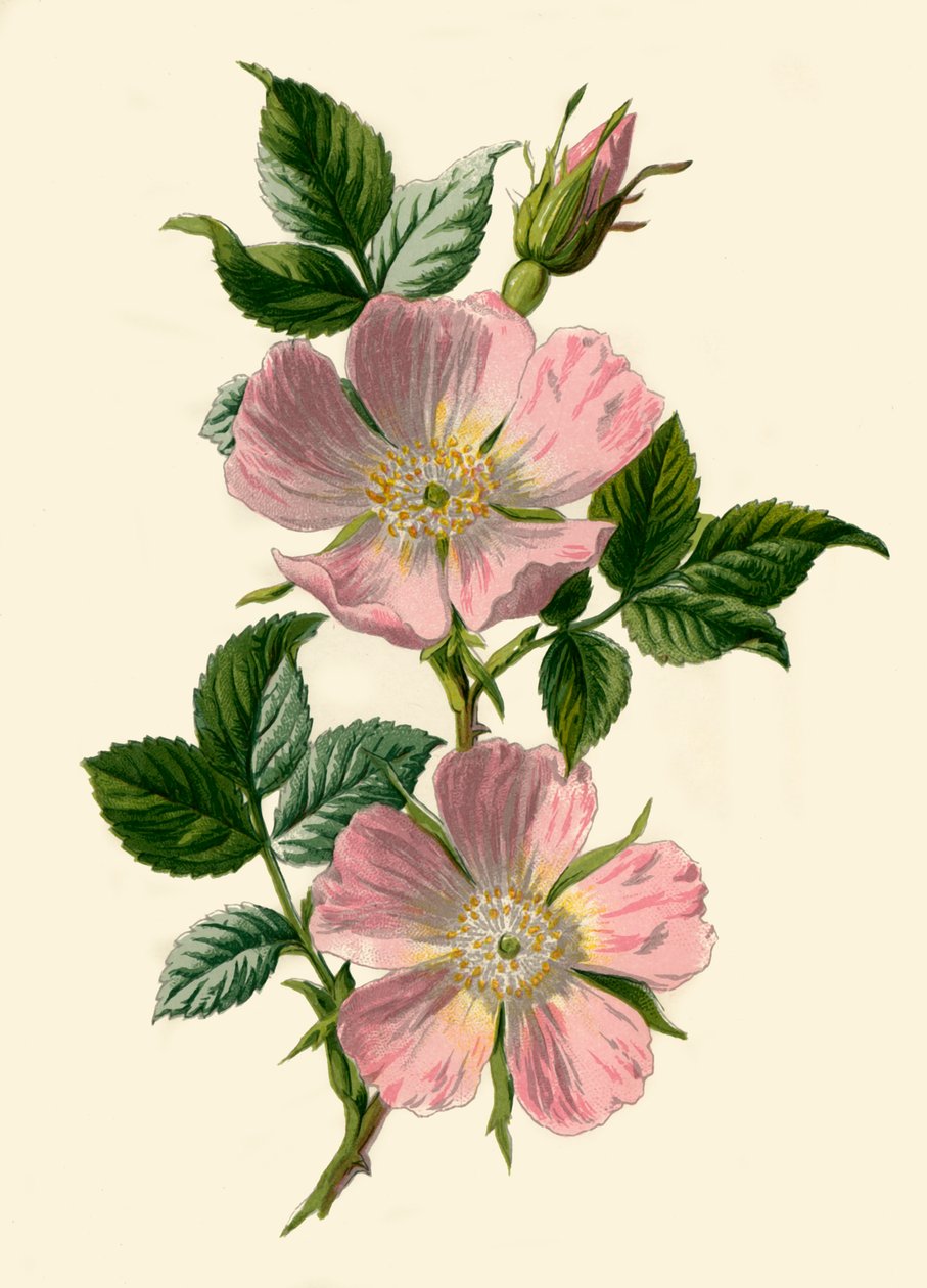 Dog-Rose, 1877. af Frederick Edward Hulme