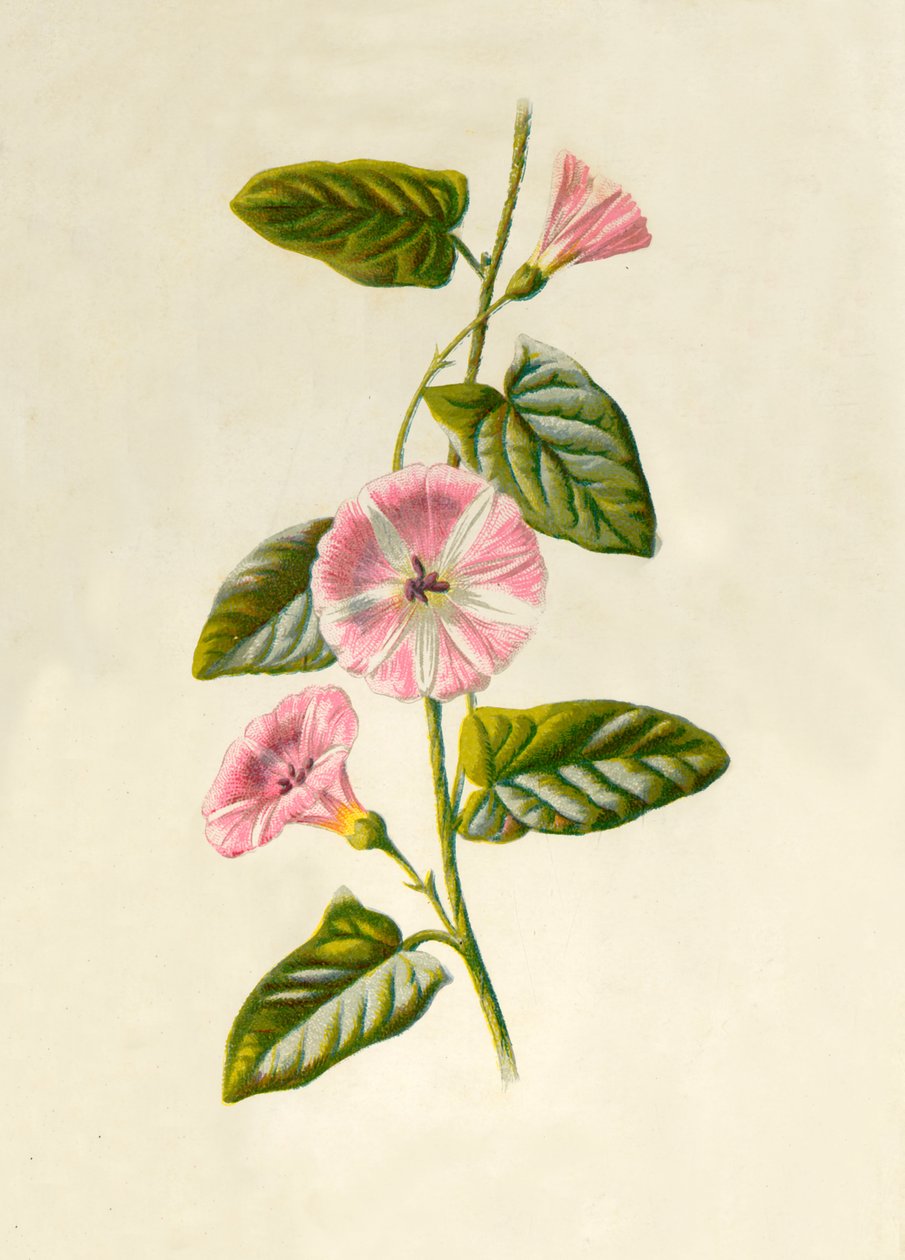 Field-Convolvulus, 1877. af Frederick Edward Hulme