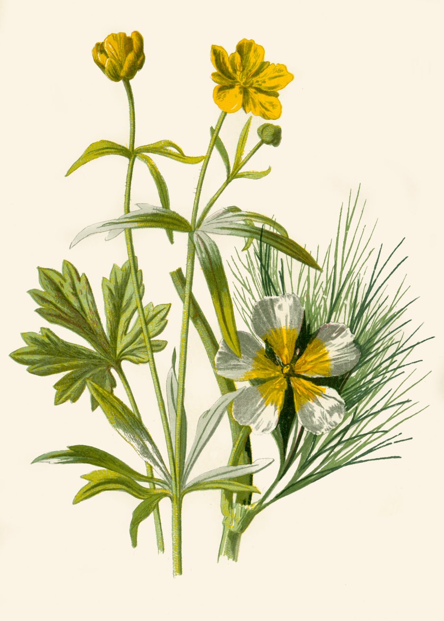 Guldlok. Vand Ranunkel, 1877. af Frederick Edward Hulme