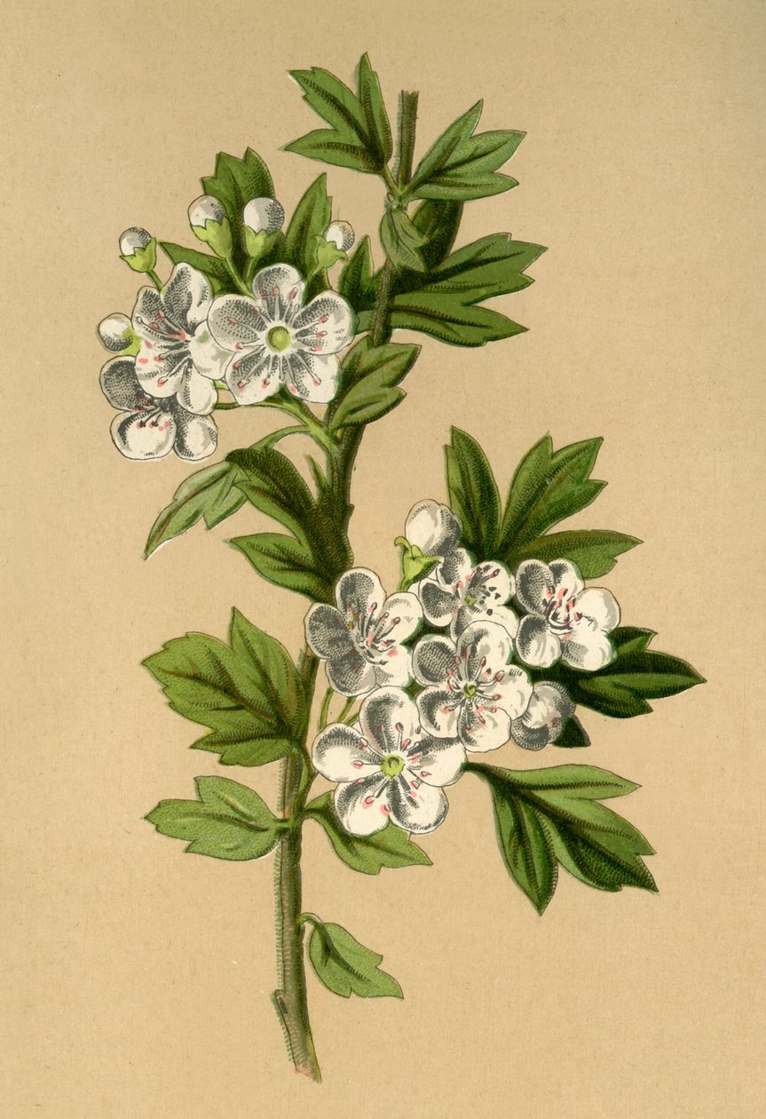 Hagtorn, 1877. af Frederick Edward Hulme