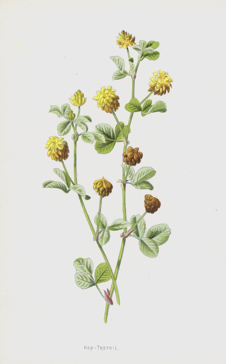 Humle-Trefoil (chromolitho) af Frederick Edward Hulme