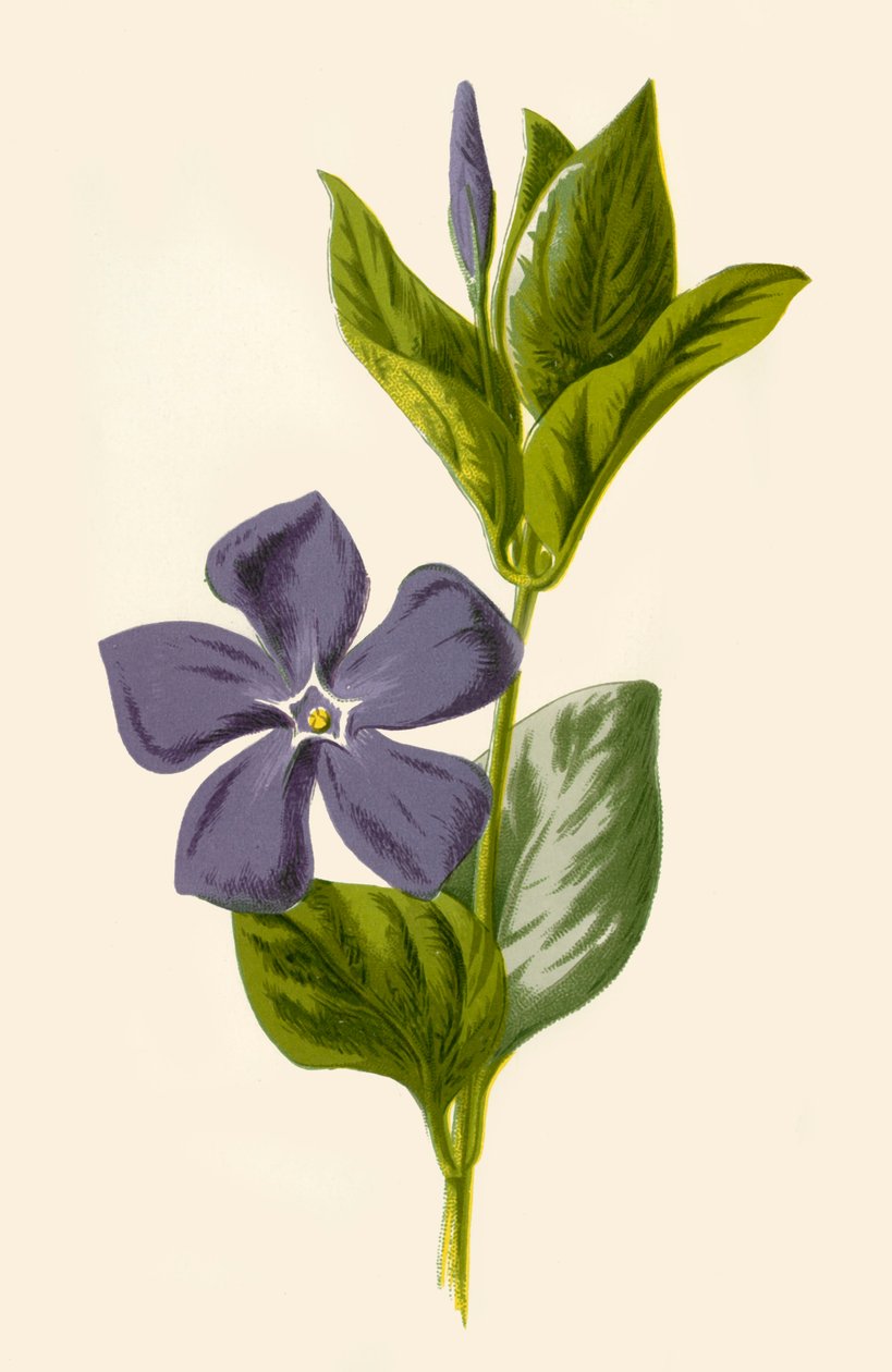 Periwinkle, 1877. af Frederick Edward Hulme