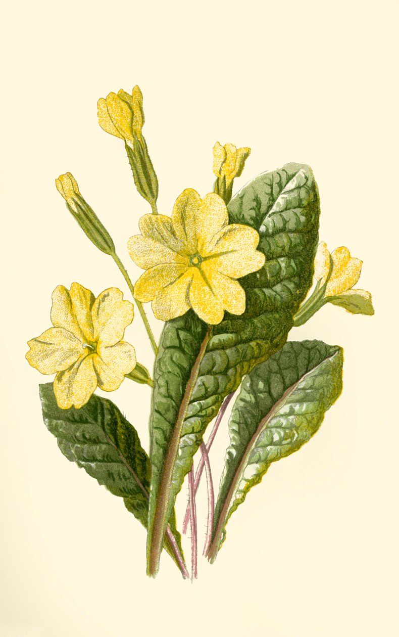 Primrose, 1877. af Frederick Edward Hulme