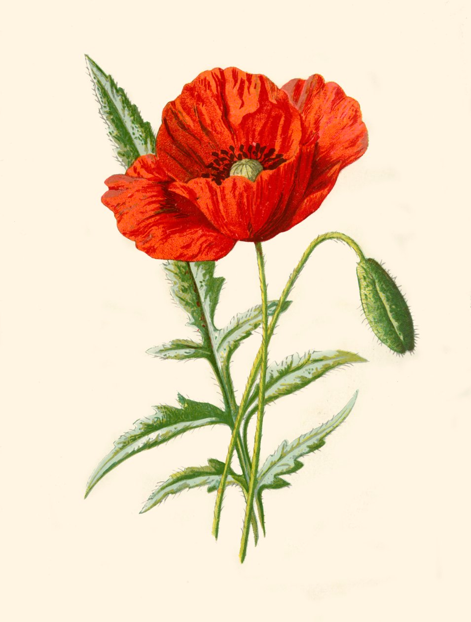 Scarlet Poppy, 1877. af Frederick Edward Hulme