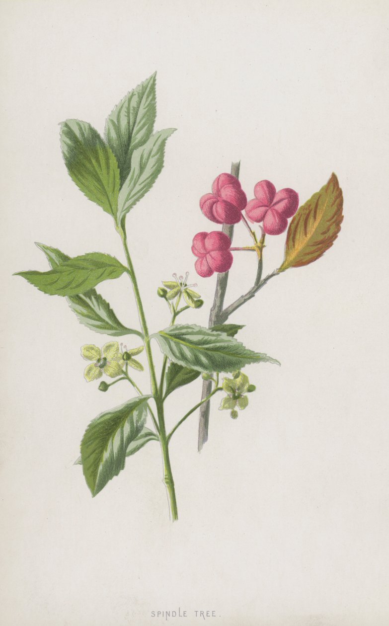 Spindeltræ (chromolitho) af Frederick Edward Hulme