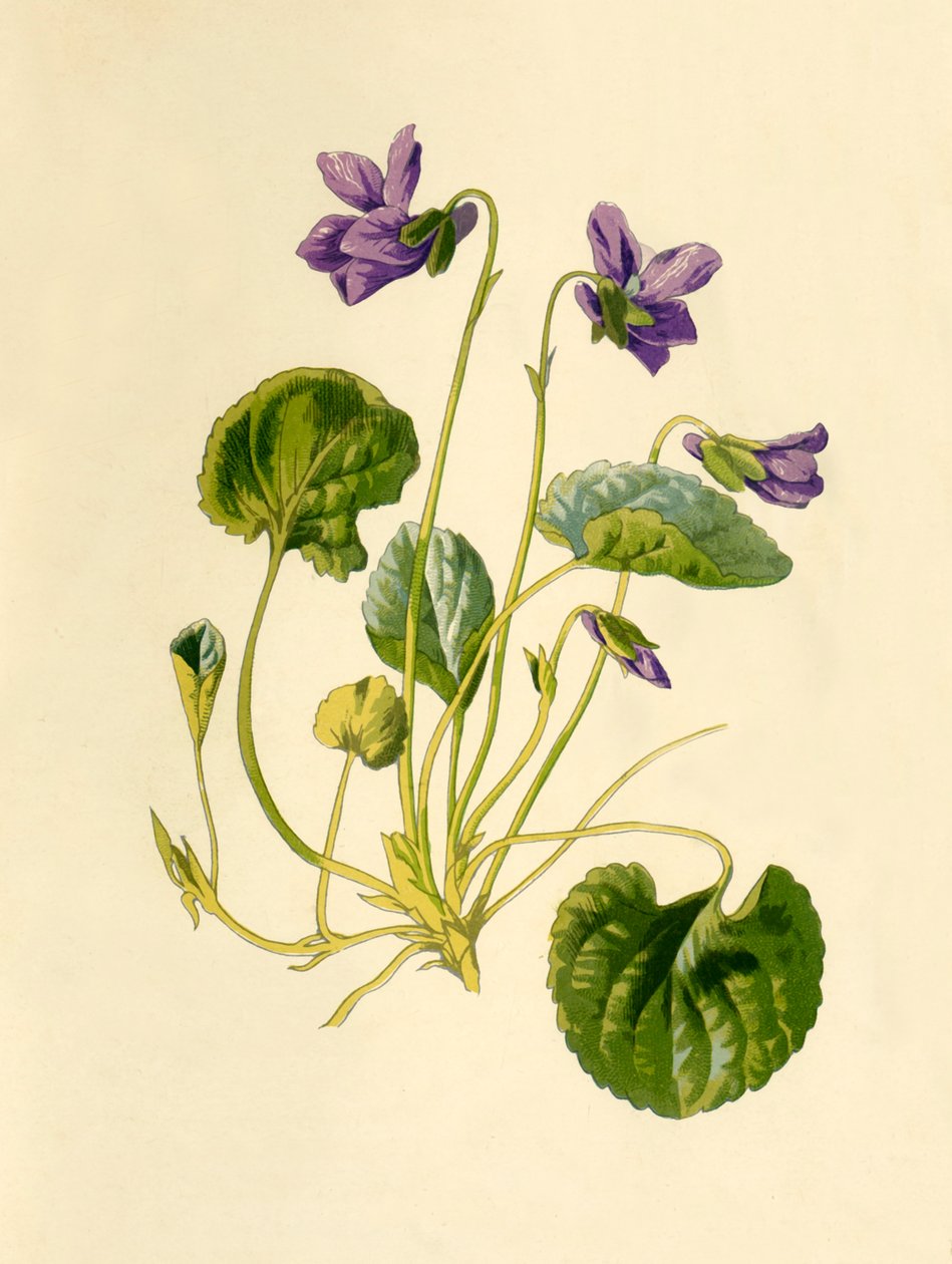 Sød Violet, 1877. af Frederick Edward Hulme