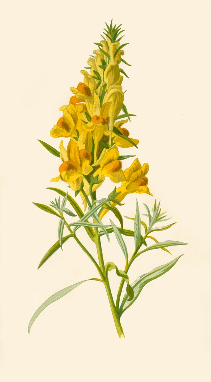 Toadflax, 1877. af Frederick Edward Hulme