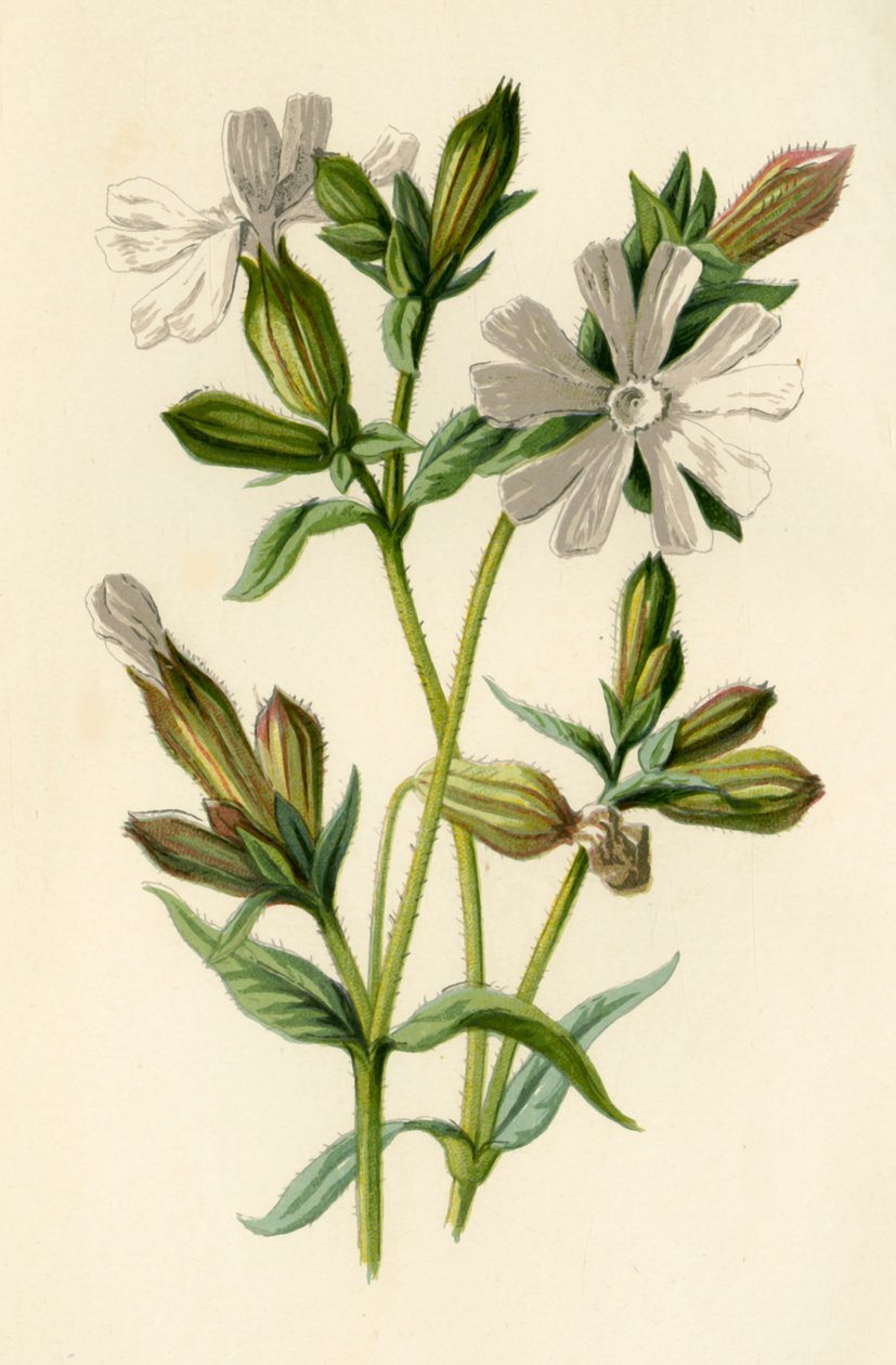 White Campion, 1877. af Frederick Edward Hulme