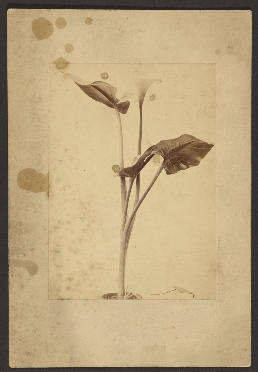 [Calla Lily] af Frederick H. Hollyer