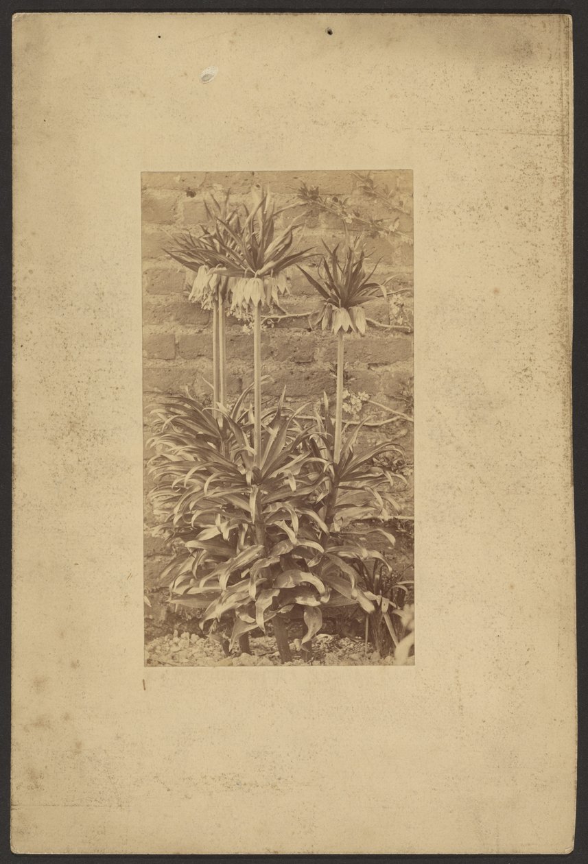 [Plant] af Frederick H. Hollyer