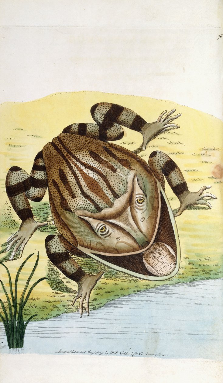 Hornet frø af Frederick Polydor Nodder