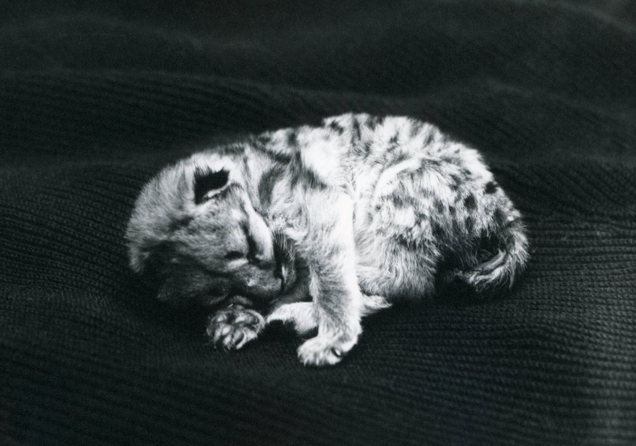 En Puma-unge i London Zoo af Frederick William Bond