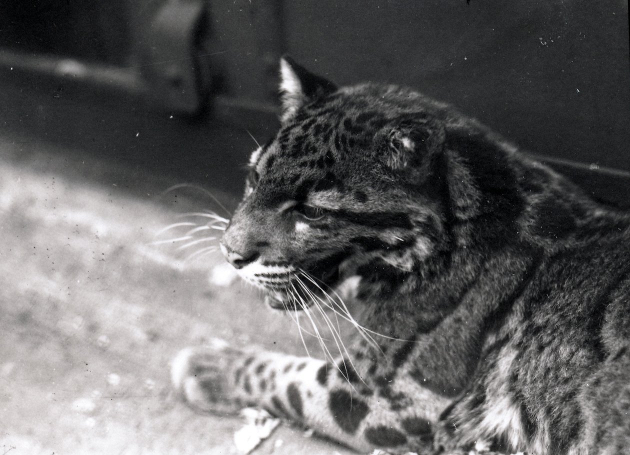 Skyet leopard, 1922 af Frederick William Bond