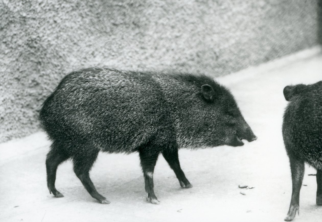 Collared Peccaries i London Zoo, 1927 af Frederick William Bond
