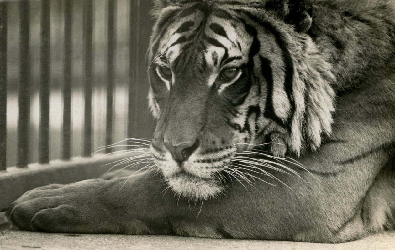 Tiger Sam at London Zoo, 1925 af Frederick William Bond