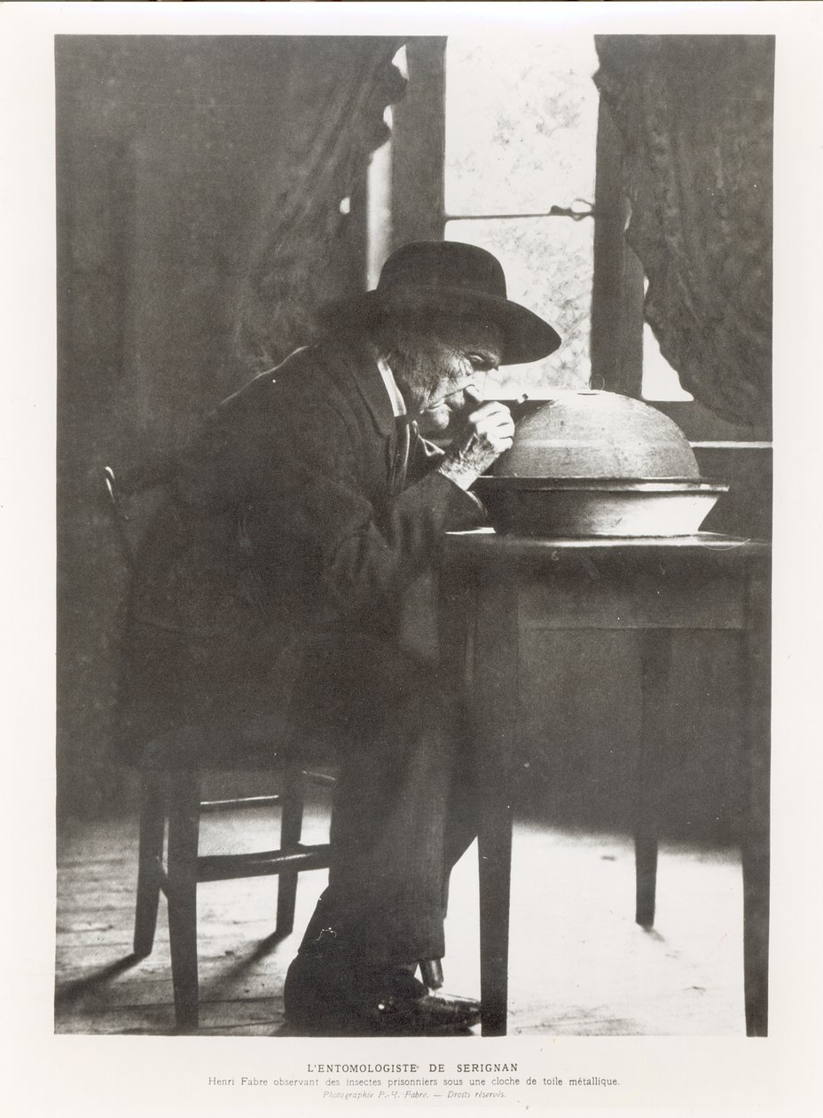 Jean-Henri Fabre (1823-1915) observerer insekter, fra Souvenirs Entomologiques, udgivet i 1924 af French Photographer