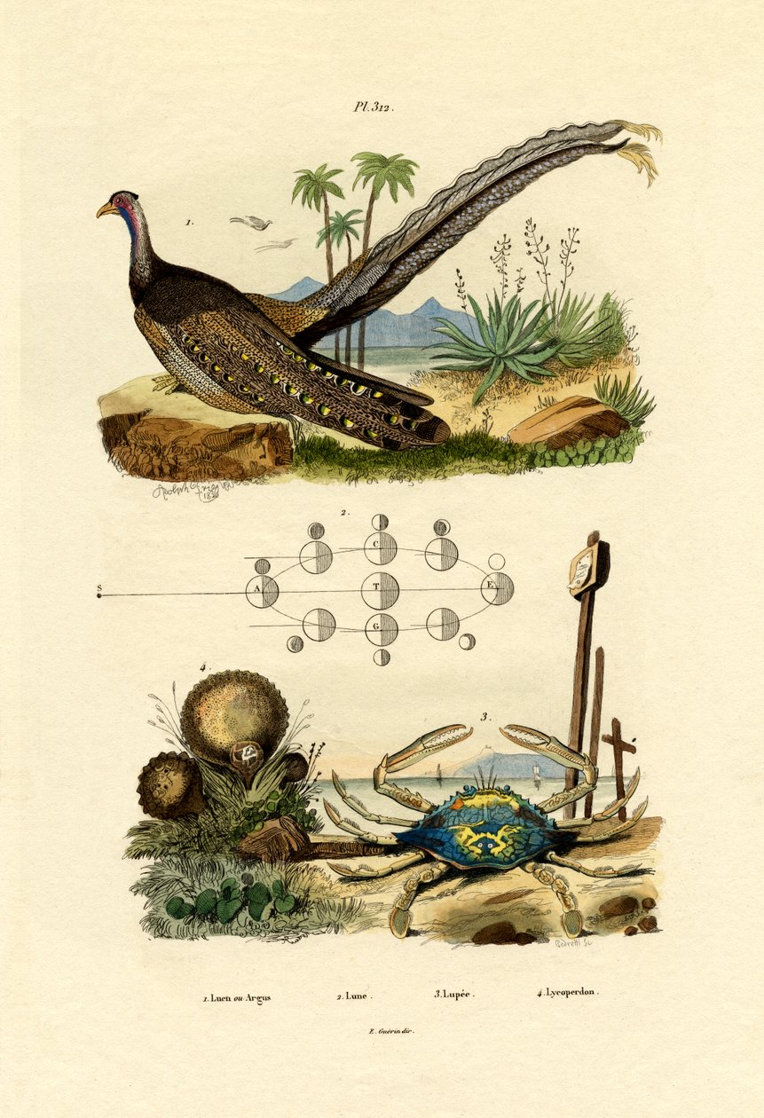 Argus Fasan, 1833-39 af French School