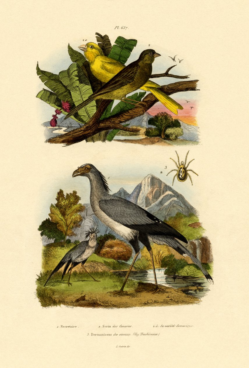 Fuglemide, 1833-39 af French School