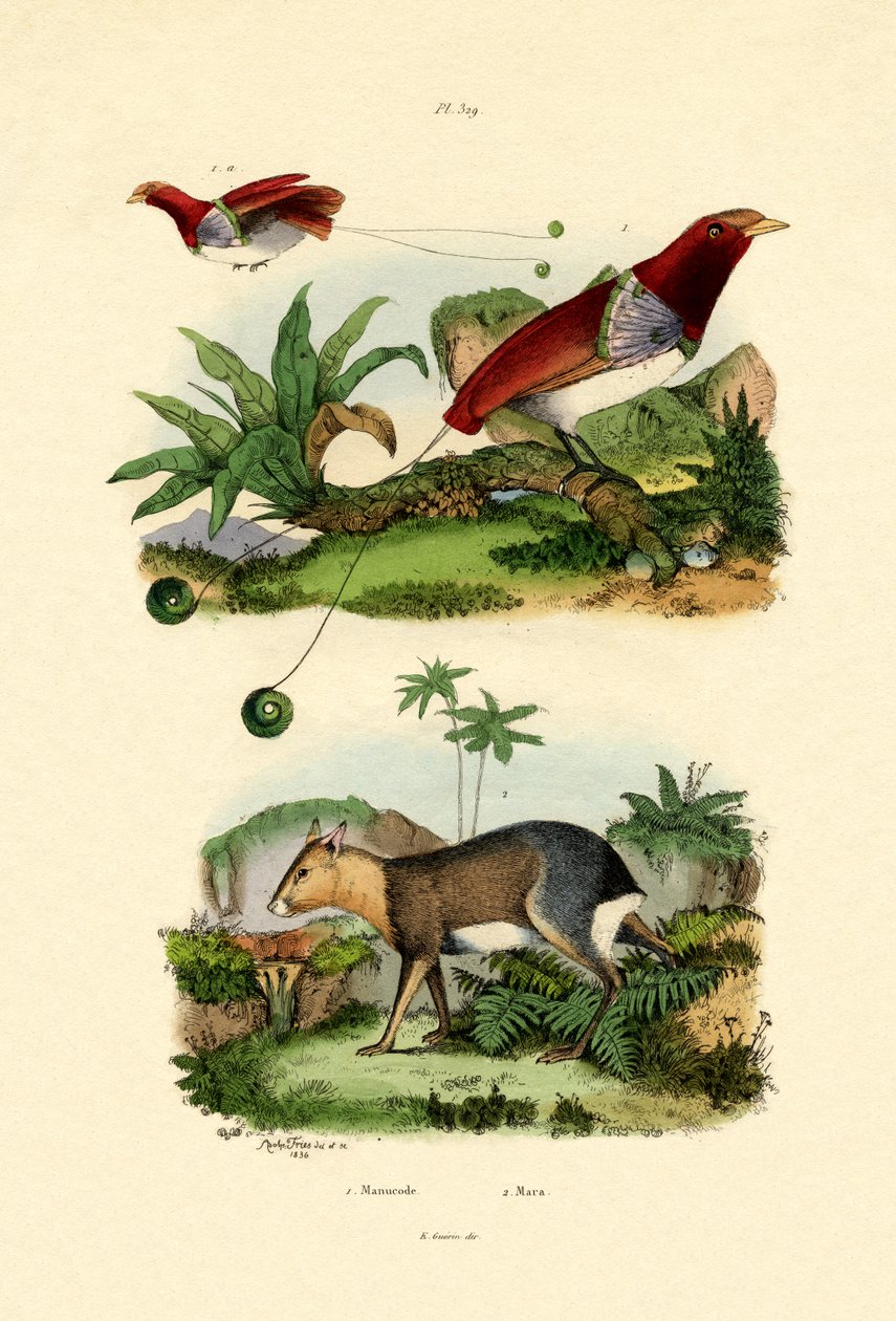 Paradisfugl, 1833-39 af French School