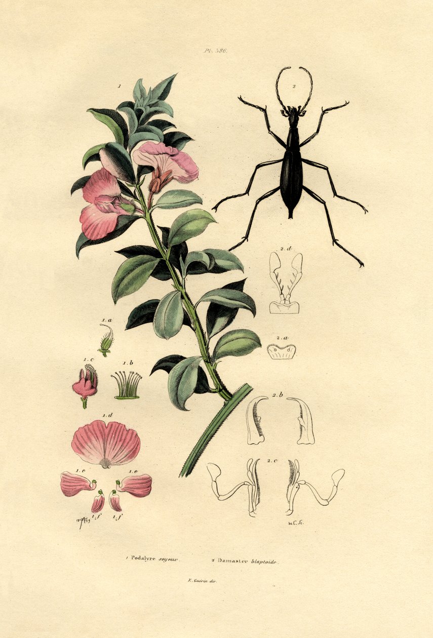 Blå vild indigo, 1833-39 af French School