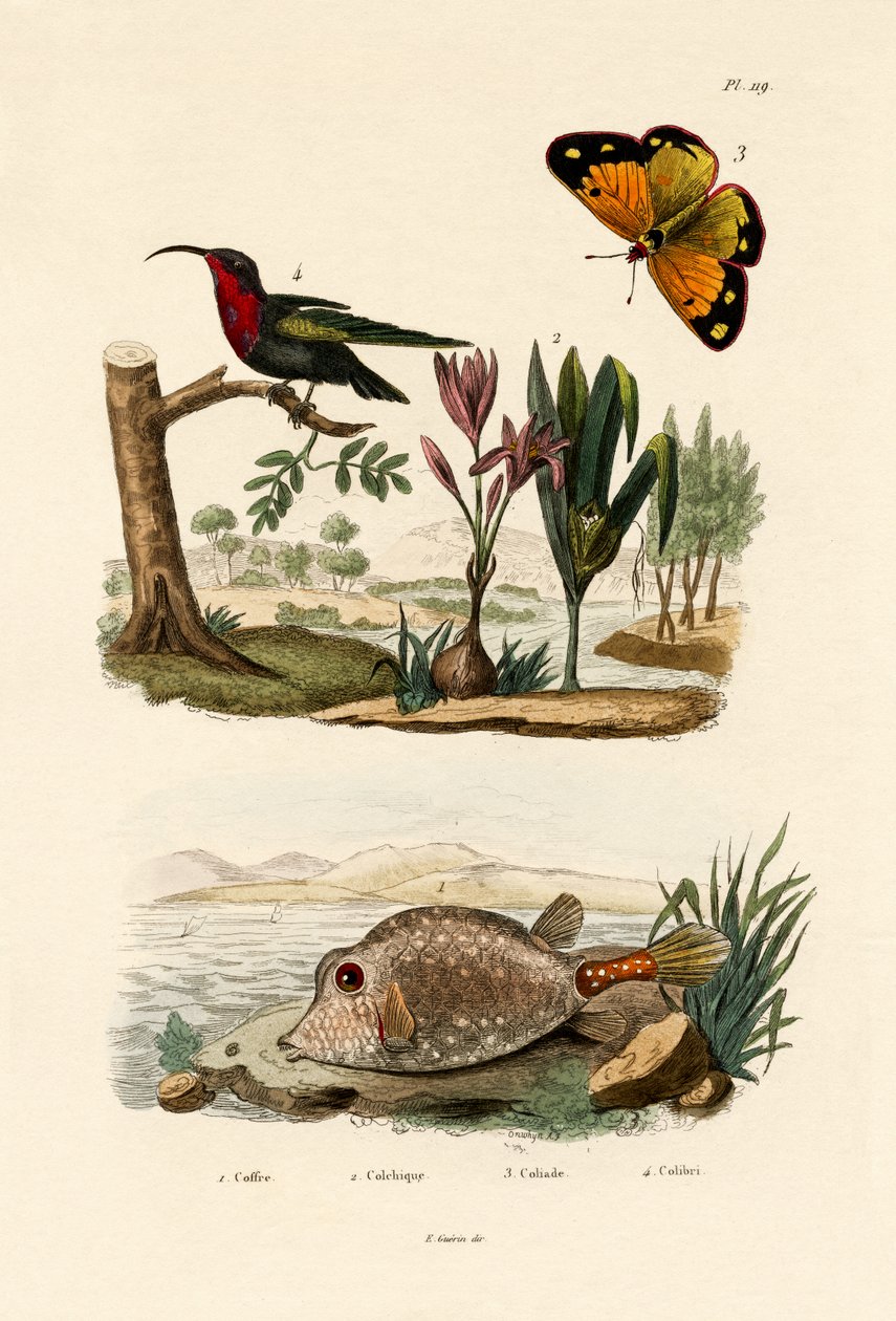 Boxfish, 1833-39 af French School