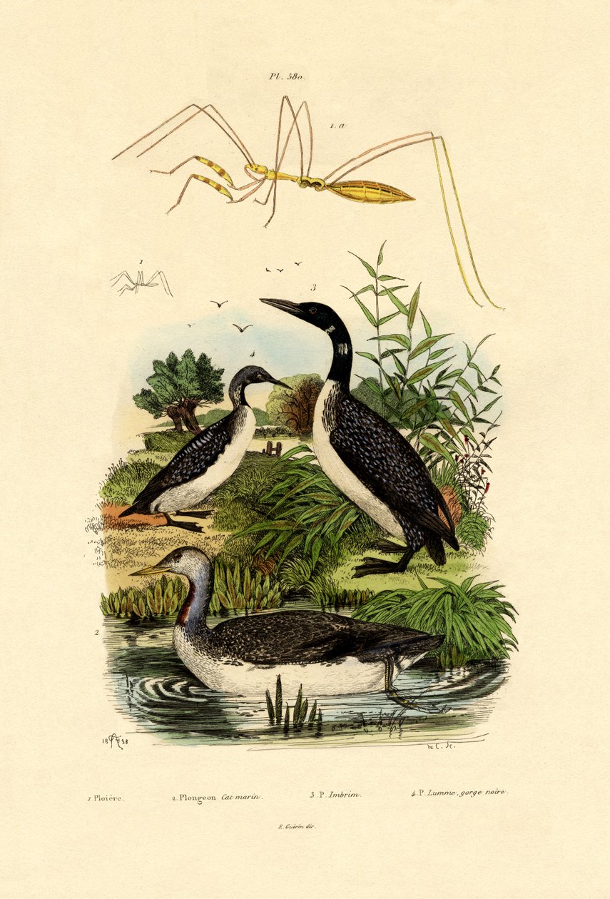 Bug, 1833-39 af French School