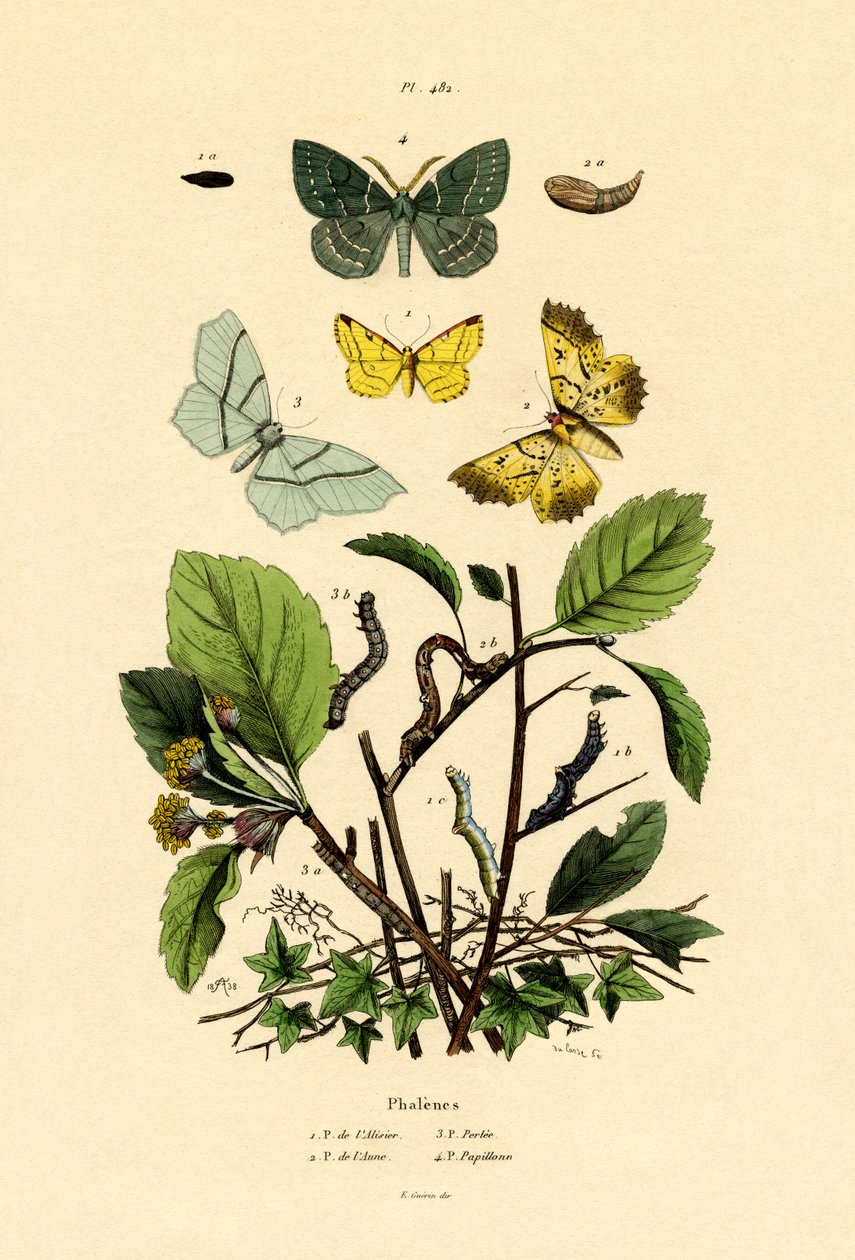 Sommerfugle, 1833-39 af French School