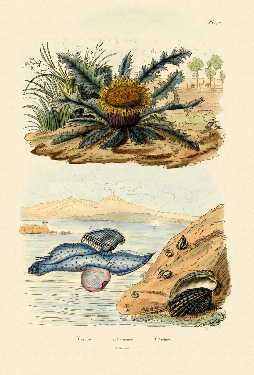 Cardita Shell, 1833-39 af French School