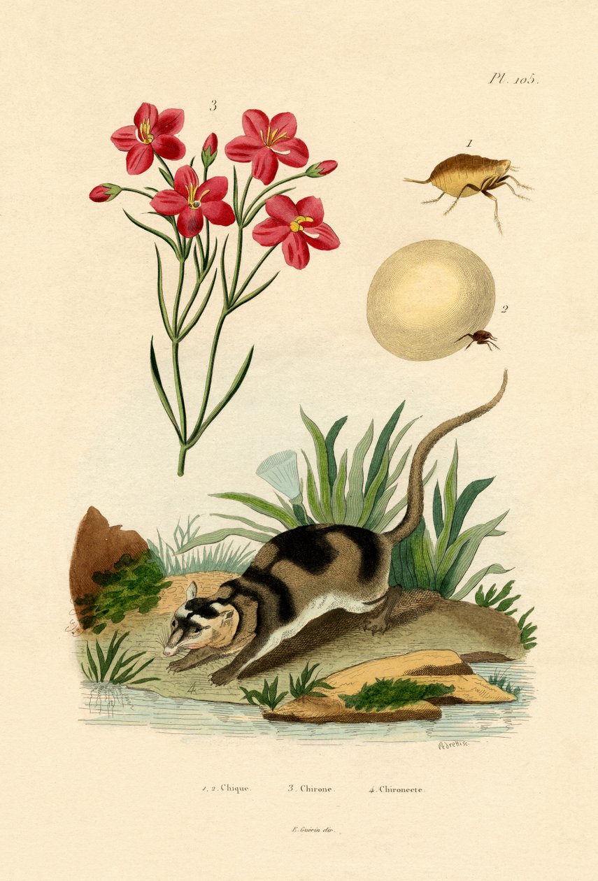 Chigger, 1833-39 af French School