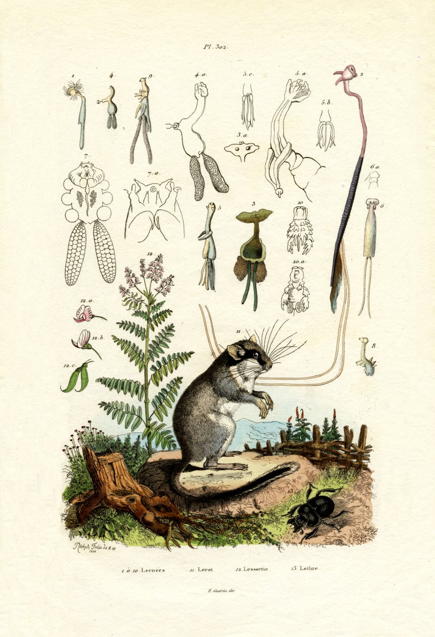 Copepoder, 1833-39 af French School