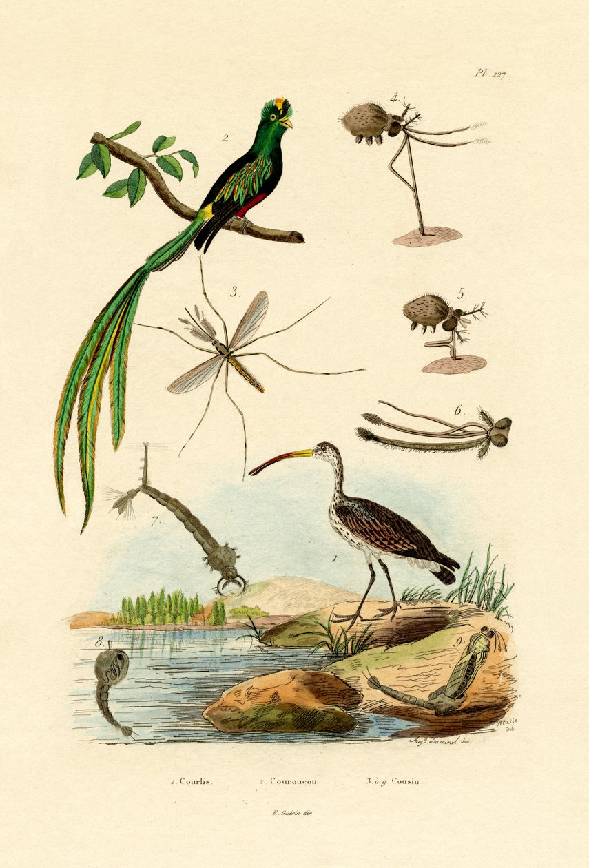 Curlew, 1833-39 af French School