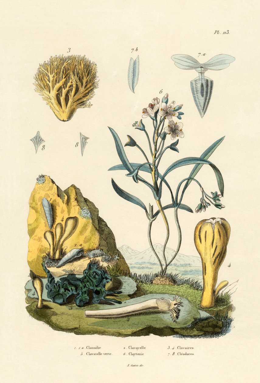 Dørsnegl, 1833-39 af French School