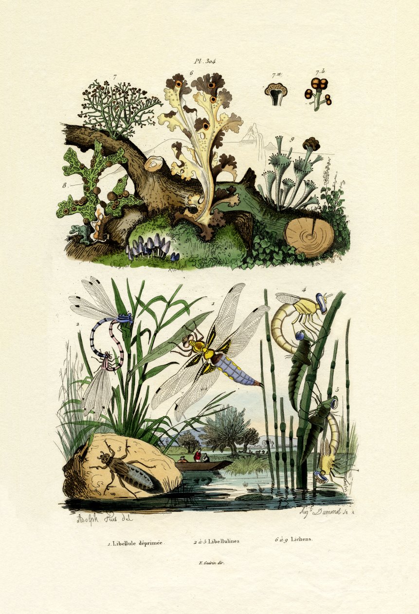 Dragonfly, 1833-39 af French School