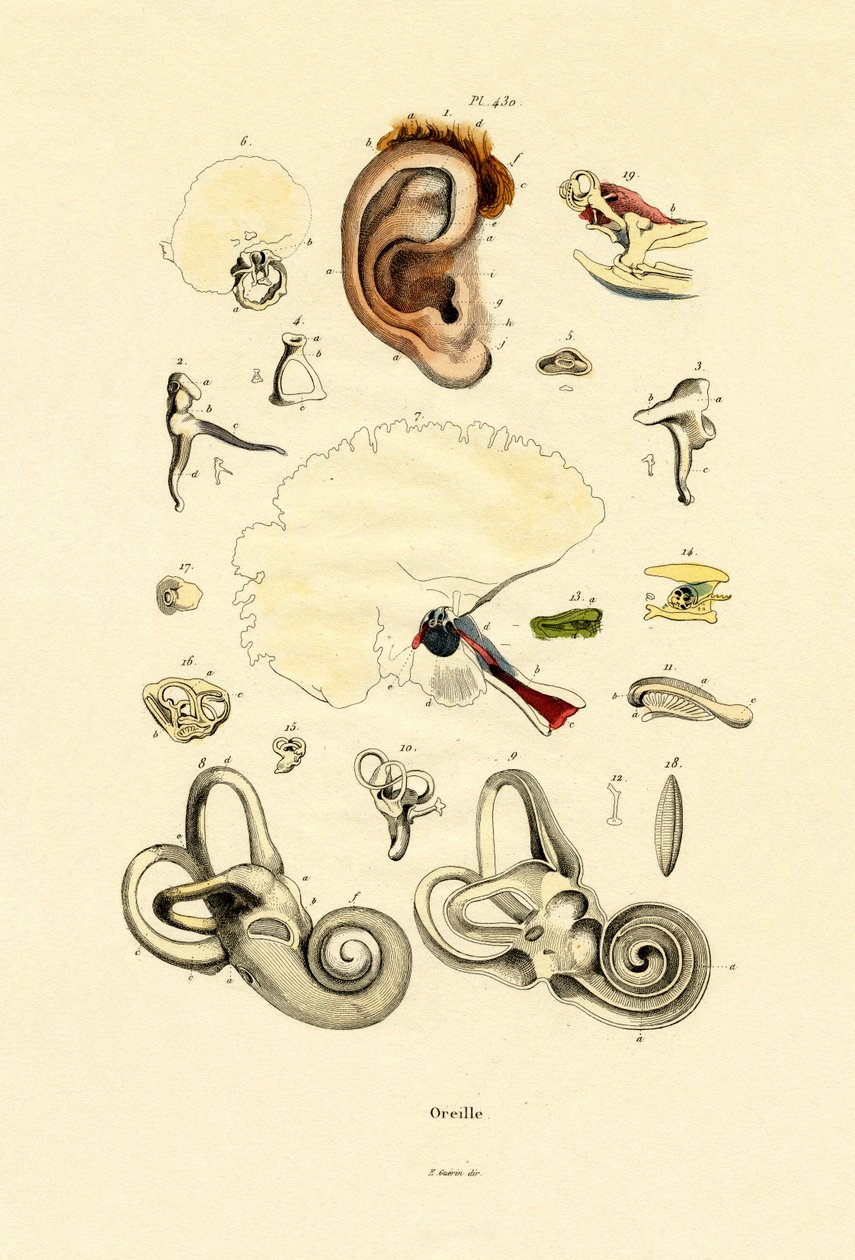 Øre, 1833-39 af French School