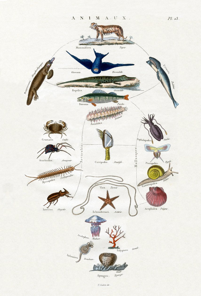 Evolution, 1833-39 af French School
