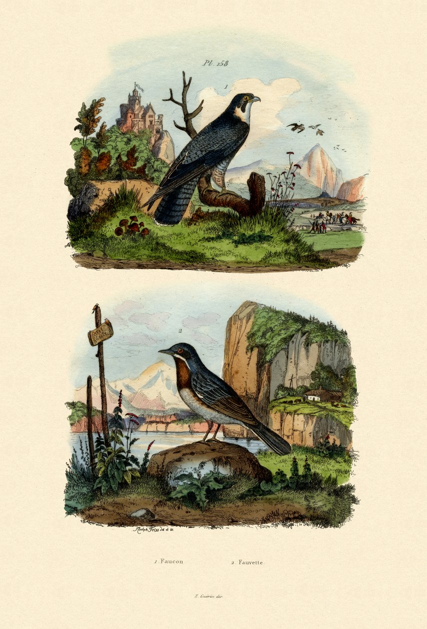 Falcon, 1833-39 af French School