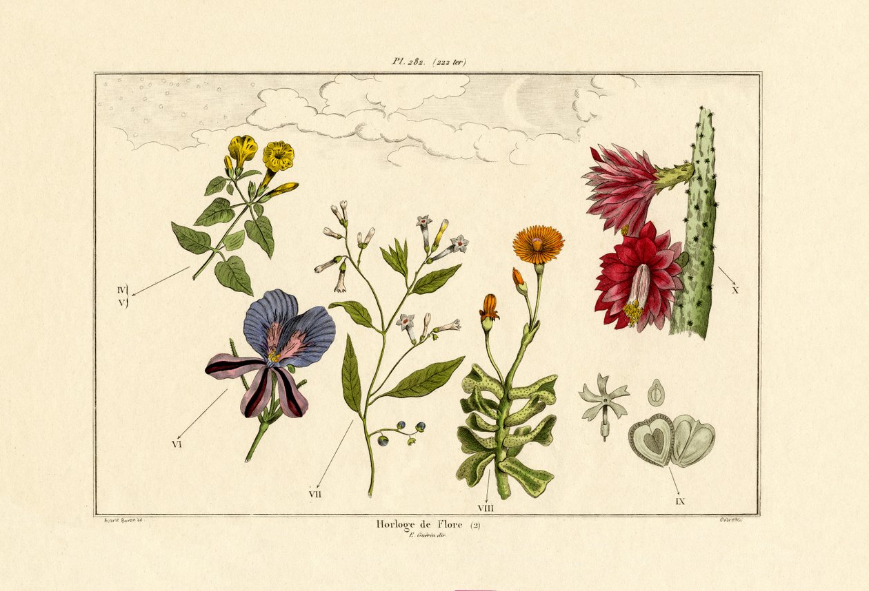 Blomsterur, 1833-39 af French School